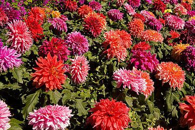 “盯裆猫”不会被打了 玩家发现《死亡搁浅2》小互动疑似移除